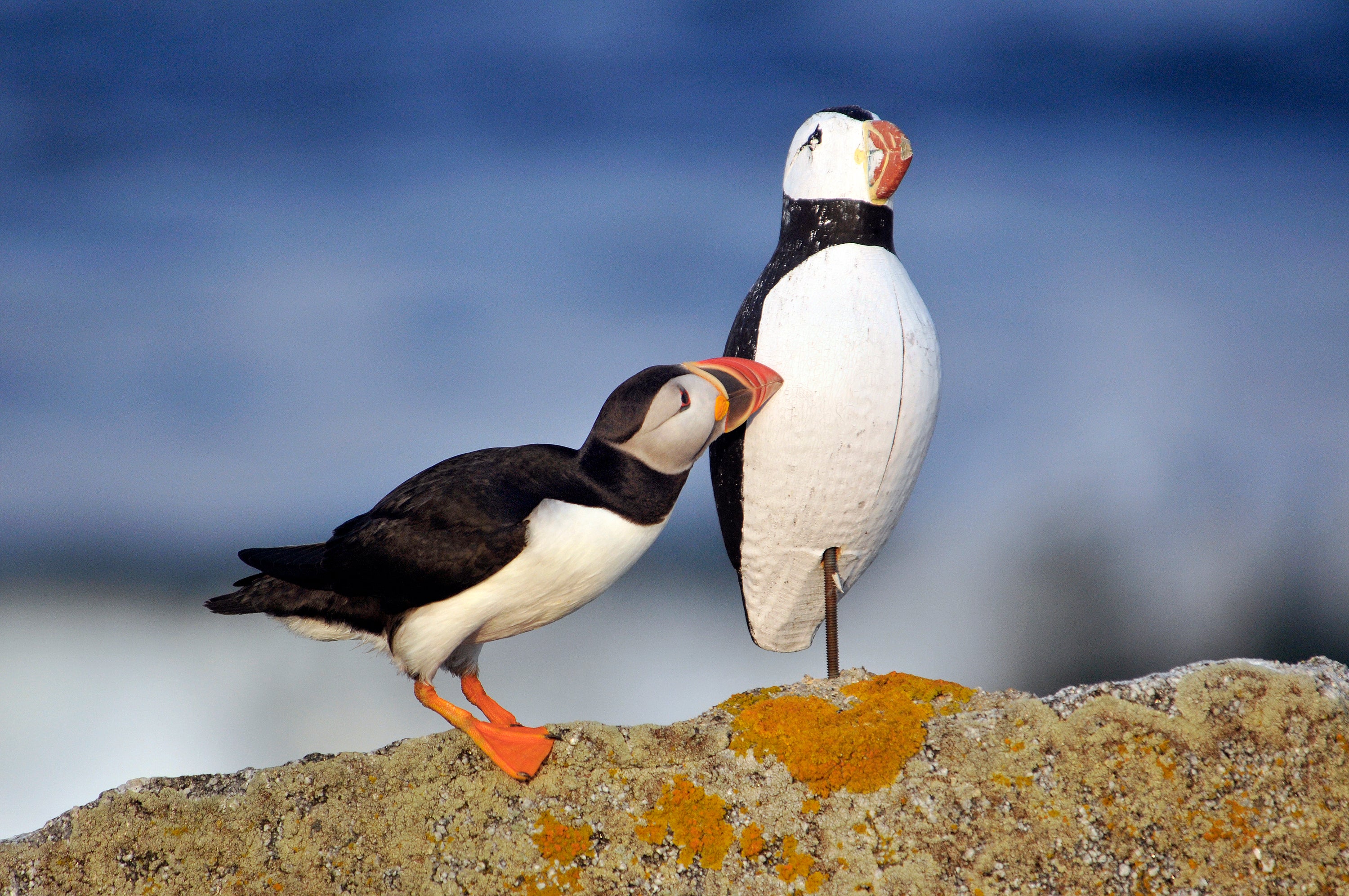 An Atlantic Puffin nuzzles with a weather-worn decoy on a granite rock with the ocean in the background.